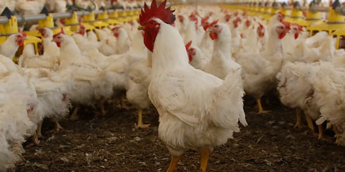 Unidade de produção de ovos férteis